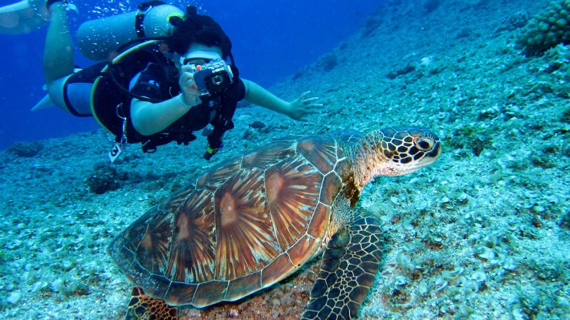 La plongée sous-marine en Martinique: une activité à découvrir !